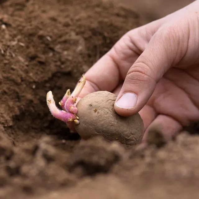 thumbnail for publication: Seed Piece Spacing Adjustment for Florida Chipping Potato